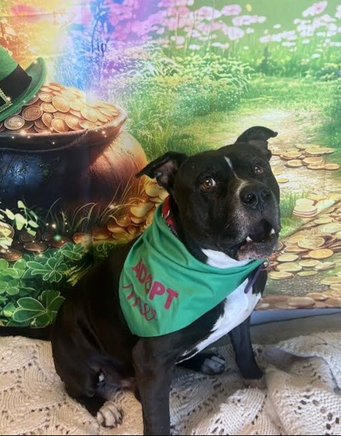 Picture of the Animal Listed